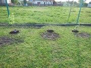 Výsadba na školní zahradě